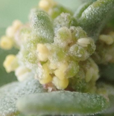 Exomis microphylla, photographed by Nicola van Berkel