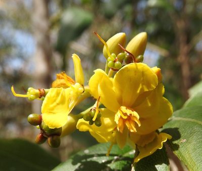 Ouratea mexicana, photographed by Francisco Farriols Sarabia