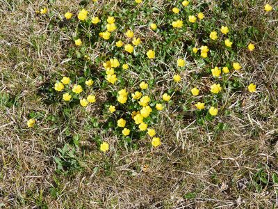 Ranunculus montanus, photographed by Andreas Stiller