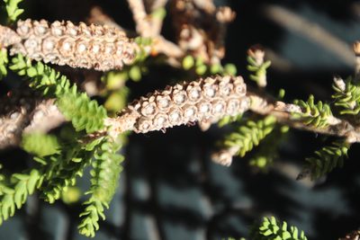 Melaleuca densa, photographed by Tony Rebelo