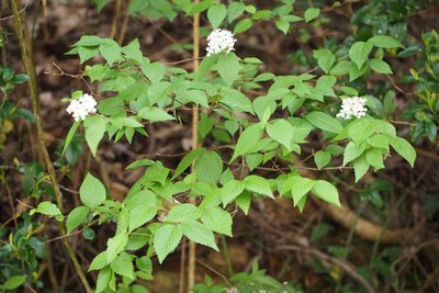 Viburnum erosum, photographed by harum.koh