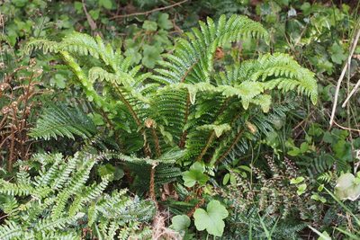 Polystichum polyblepharon, photographed by harum.koh