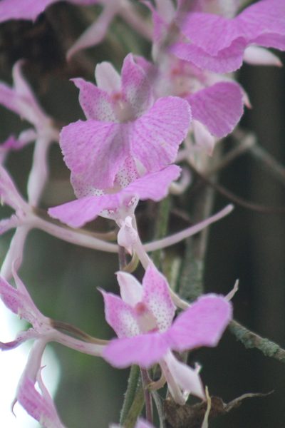 Comparettia macroplectron, photographed by GERMAN LEONEL SARMIENTO CRUZ