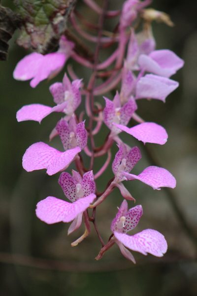 Comparettia macroplectron, photographed by GERMAN LEONEL SARMIENTO CRUZ