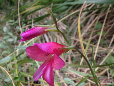 Gladiolus communis, photographed by Daniel Cahen