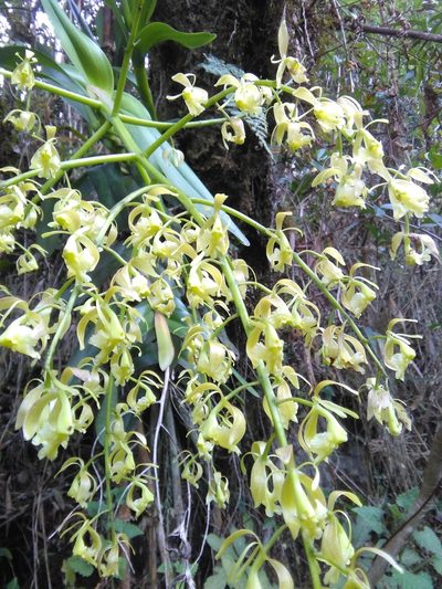 Epidendrum excisum, photographed by GERMAN LEONEL SARMIENTO CRUZ