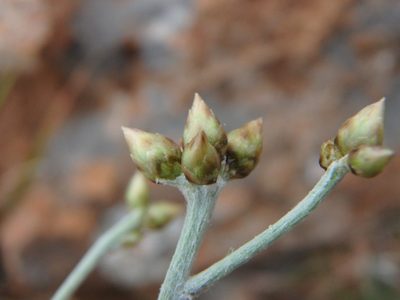 Phagnalon sordidum, photographed by Daniel Cahen