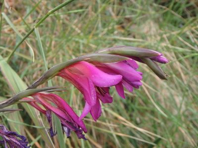 Gladiolus illyricus, photographed by Daniel Cahen