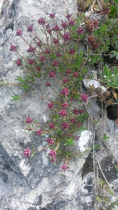 Thymus striatus, photographed by Stefano Menchetti