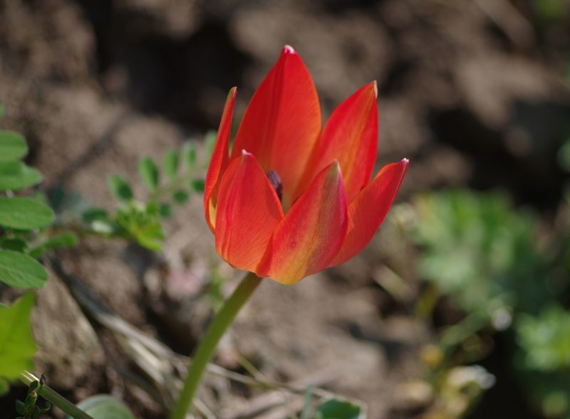Tulipa orphanidea, photographed by katunchik