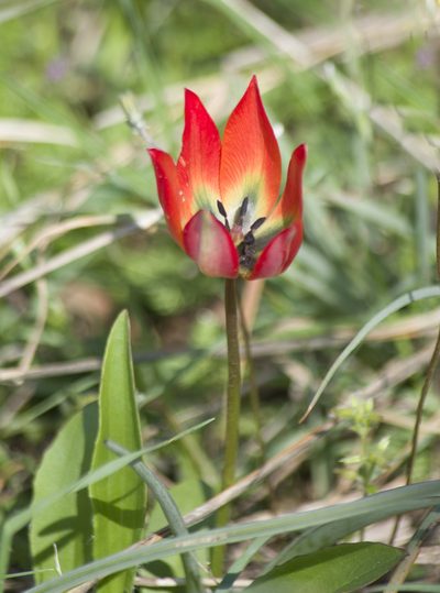 Tulipa orphanidea, photographed by katunchik