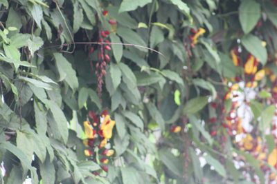 Thunbergia mysorensis, photographed by GERMAN LEONEL SARMIENTO CRUZ