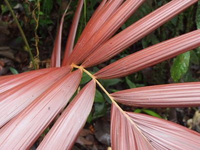 Welfia regia, photographed by Lena Struwe