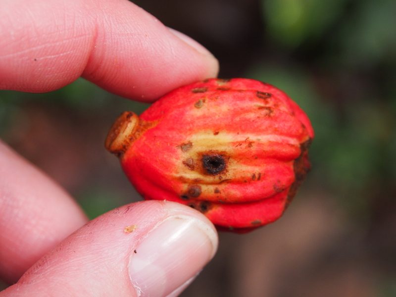 Guarea rhopalocarpa, photographed by Lena Struwe