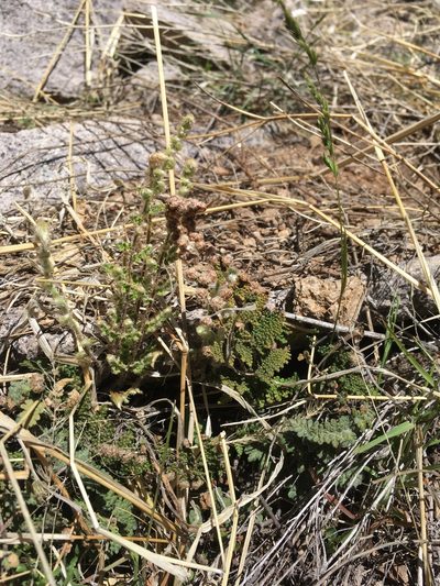 Myriopteris wootonii, photographed by Cecelia Alexander