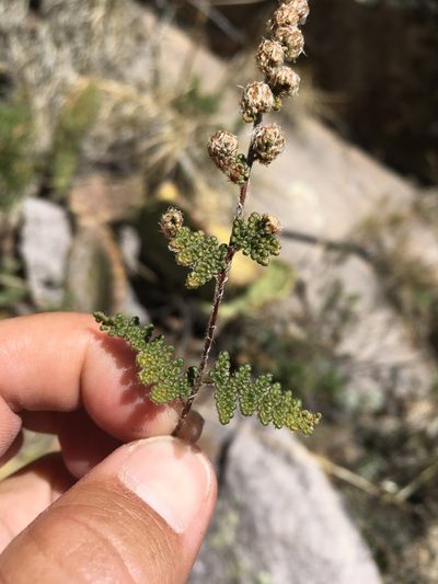 Myriopteris wootonii, photographed by Cecelia Alexander