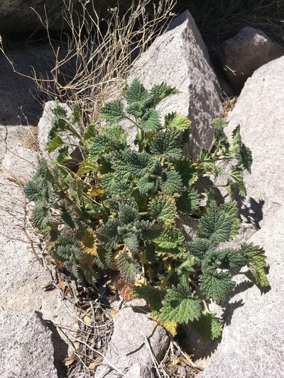 Urtica gracilenta, photographed by Cecelia Alexander