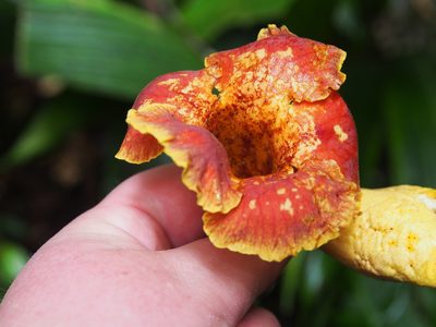 Callichlamys latifolia, photographed by Lena Struwe