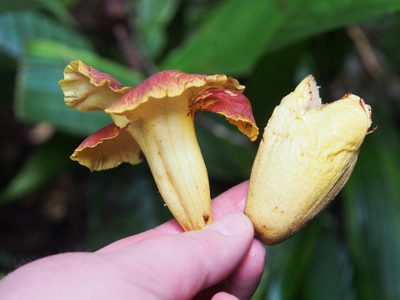 Callichlamys latifolia, photographed by Lena Struwe