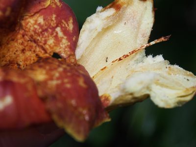 Callichlamys latifolia, photographed by Lena Struwe