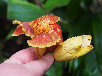 Callichlamys latifolia, photographed by Lena Struwe