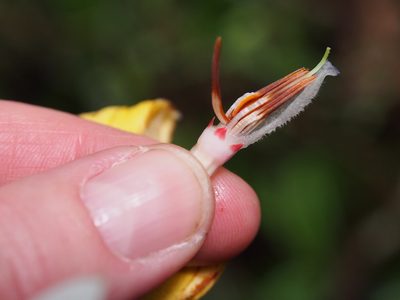 Callichlamys latifolia, photographed by Lena Struwe
