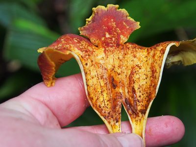 Callichlamys latifolia, photographed by Lena Struwe