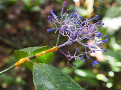 Faramea suerrensis, photographed by Lena Struwe