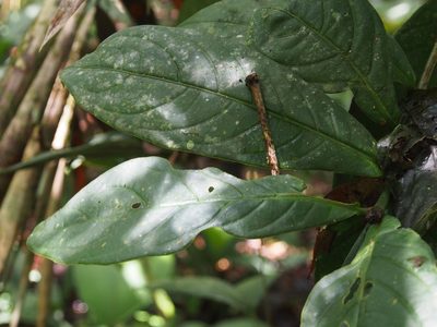 Rudgea reducticalyx, photographed by Lena Struwe