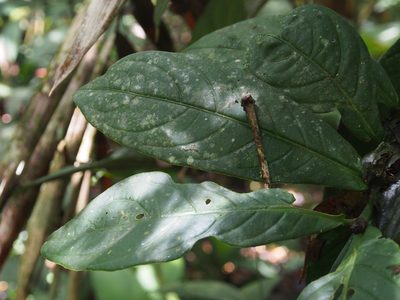 Rudgea reducticalyx, photographed by Lena Struwe