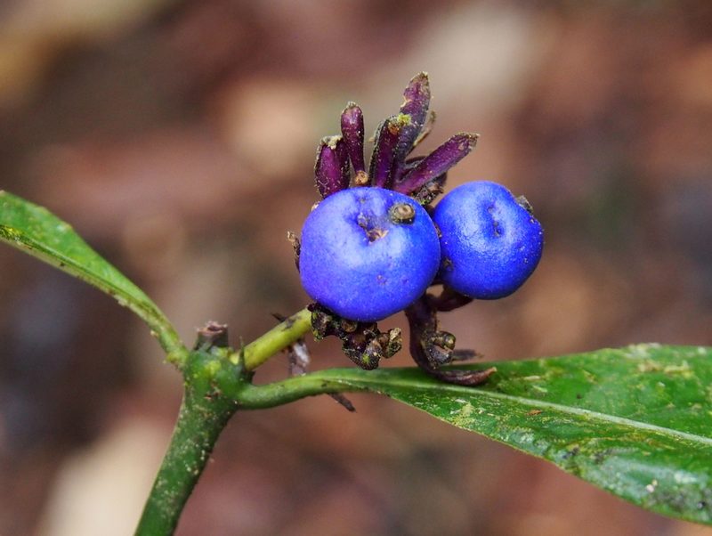 Palicourea suerrensis, photographed by Lena Struwe