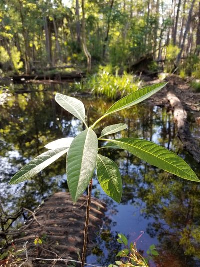 Leitneria floridana, photographed by Scott Allen Davis