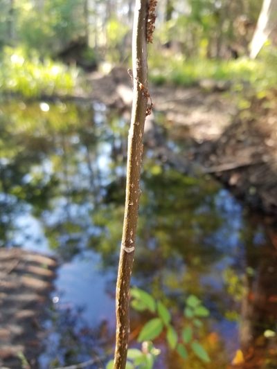 Leitneria floridana, photographed by Scott Allen Davis