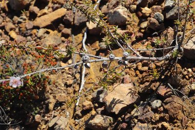Leptospermum squarrosum, photographed by Tony Rebelo