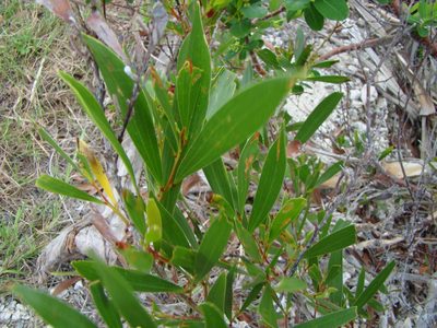 Acacia spirorbis, photographed by Lisa Bennett