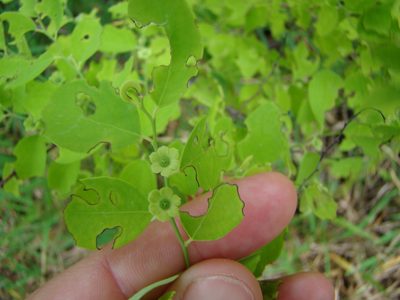 Breynia disticha, photographed by Lisa Bennett