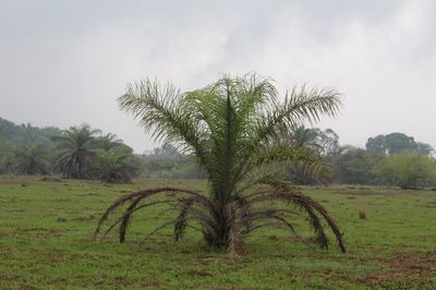 Astrocaryum chambira, photographed by Andrés Ramírez-Barrera