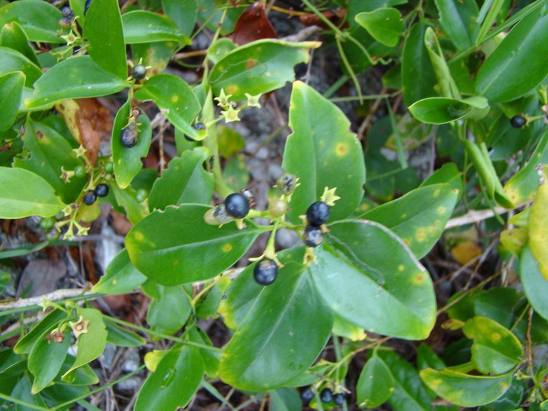 Jasminum simplicifolium, photographed by Lisa Bennett