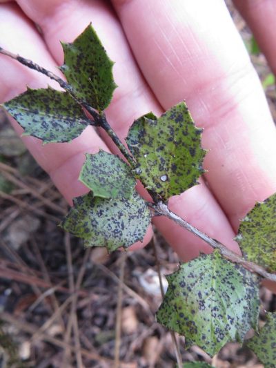 Crossopetalum ilicifolium, photographed by Ben Machado