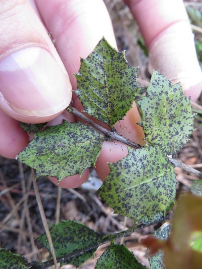 Crossopetalum ilicifolium, photographed by Ben Machado