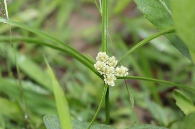 Cyperus luzulae, photographed by Andrés Ramírez-Barrera