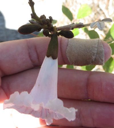 Tabebuia bahamensis, photographed by Ben Machado