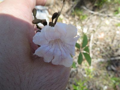 Tabebuia bahamensis, photographed by Ben Machado