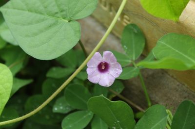 Ipomoea aristolochiifolia, photographed by Andrés Ramírez-Barrera