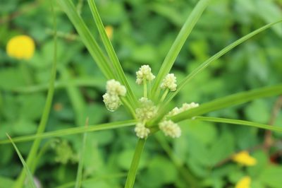 Cyperus luzulae, photographed by Andrés Ramírez-Barrera