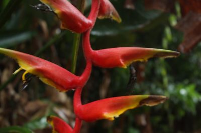 Heliconia marginata, photographed by Andrés Ramírez-Barrera