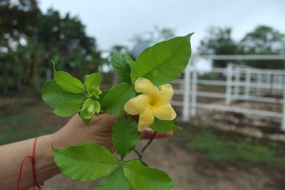Tabernaemontana grandiflora, photographed by Andrés Ramírez-Barrera