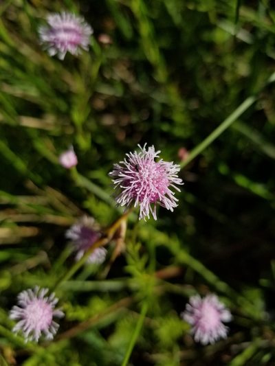 Sclerolepis uniflora, photographed by Scott Allen Davis