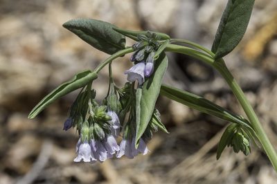 Mertensia fendleri, photographed by Craig Martin