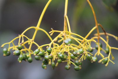 Palicourea paniculata, photographed by GERMAN LEONEL SARMIENTO CRUZ